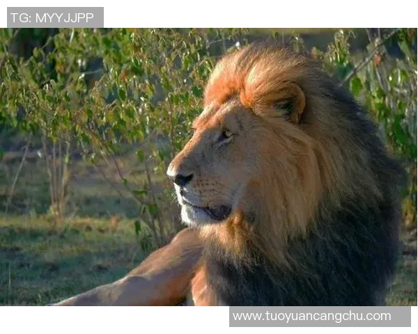 皮特与豹的惊险对决视频揭示了动物王国的生存法则与智慧较量 皮特与豹的惊险对决视频揭示了动物王国的生存法则与智慧较量
